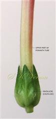   Calyx-like involucre